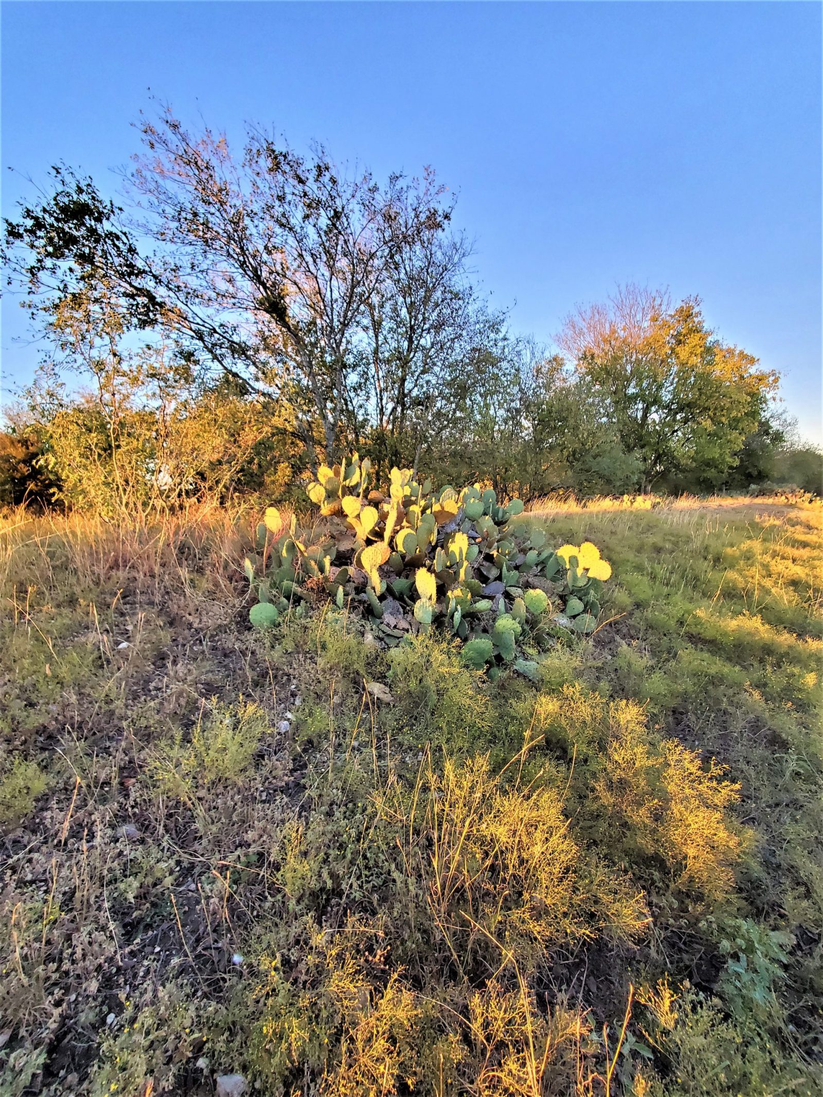 Taylor Ranchettes Buy Land In Texas